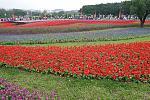 IMG 0019