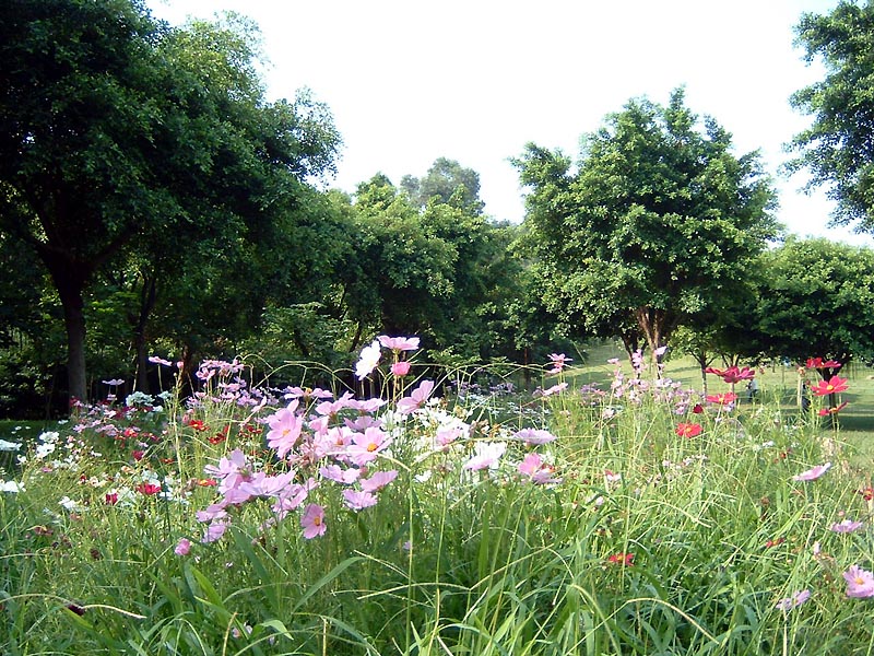 DSCF0003a