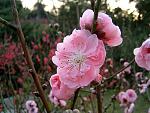 DSCF0102a