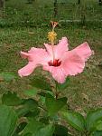 DSCF0237a