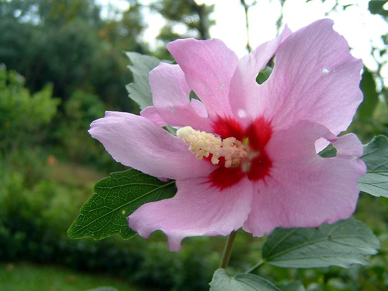 DSCF0249a