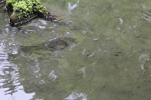IMG 7408
