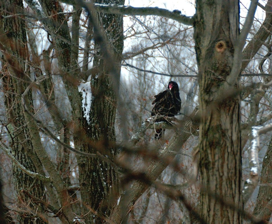 紅頭美洲鷲
1 turkey vulture