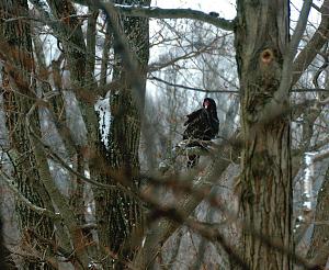 紅頭美洲鷲 
1 turkey vulture