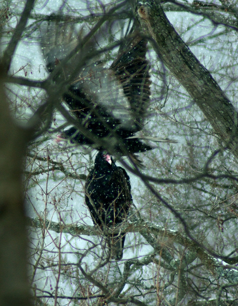 紅頭美洲鷲

2 turkey vultures