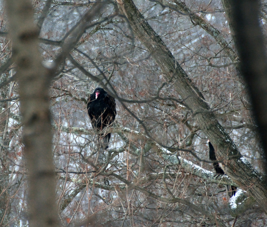 紅頭美洲鷲
turkey vulture