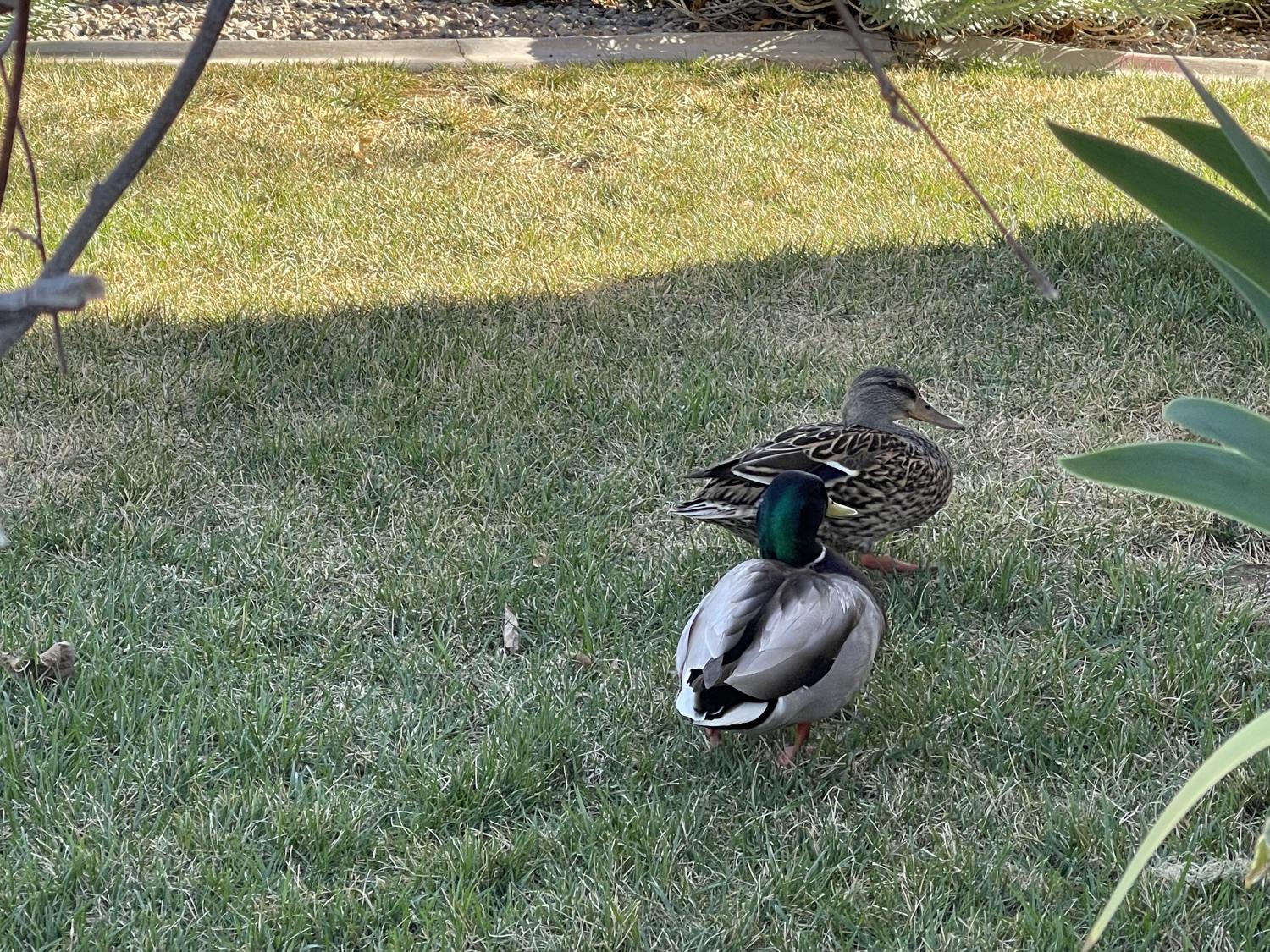 名稱:  IMG_1249.jpg
瀏覽次數: 4
文件大小:  532.3 KB