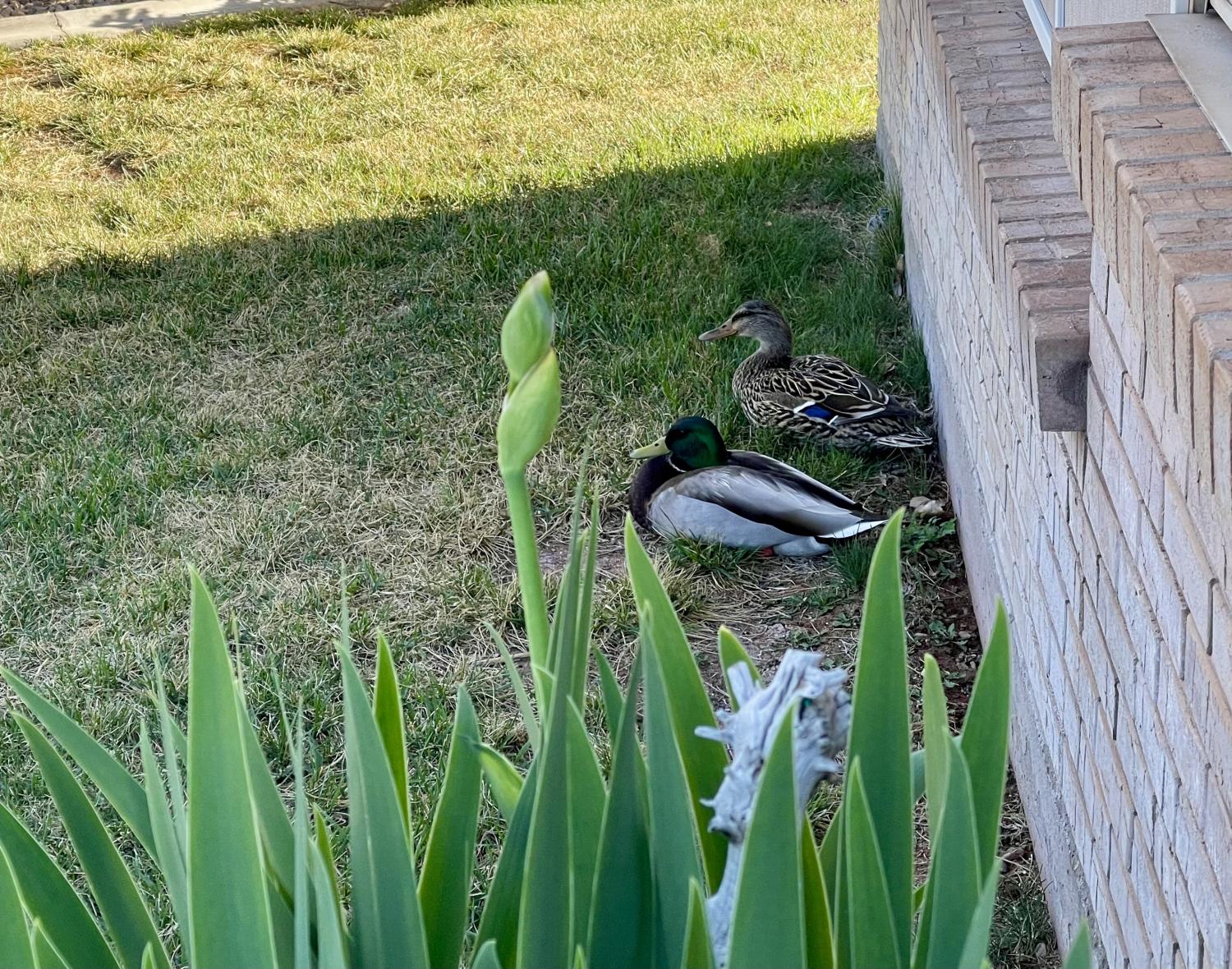 名稱:  IMG_1250.jpg
瀏覽次數: 4
文件大小:  457.3 KB