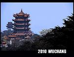 黄鹤桉