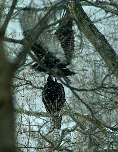 紅頭美洲鷲 
 
2 turkey vultures